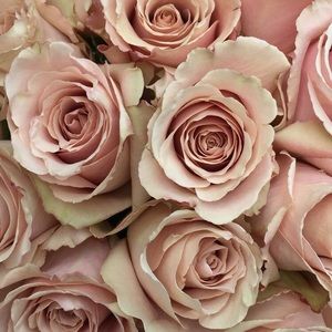 Meet your Posher, Nicki